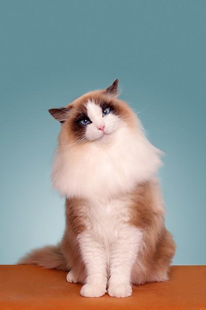 布偶猫：温文尔雅的毛绒伴侣，探秘它们的独特外貌与性格