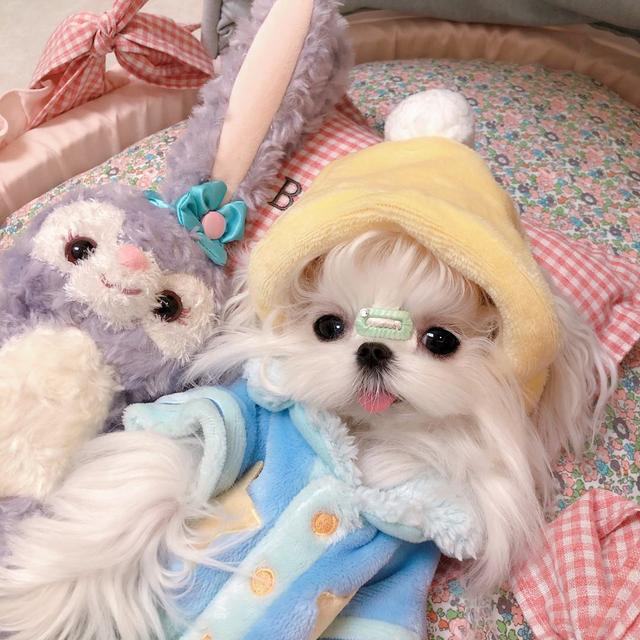 忽悠我养“马尔济斯”的人，你出来，我保证不打你