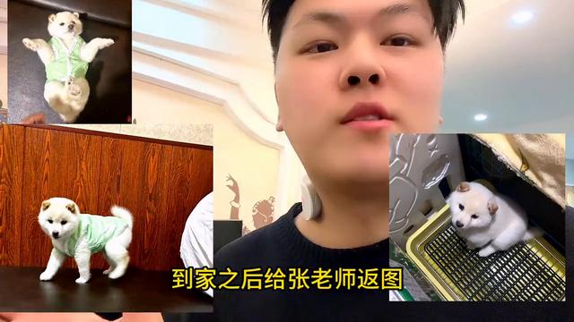 为什么现在是全年柴犬价格最低的时候 #如何挑选柴犬