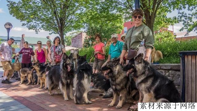 它是德牧加强版，阿拉斯加犬与德牧的混血后代，警队中的明日之星