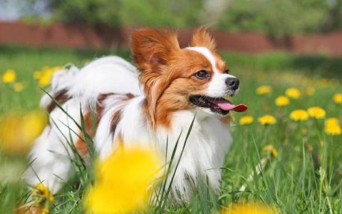 翩翩起舞的蝴蝶犬，您了解了吗？