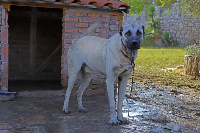 世界上最凶猛的10种狗