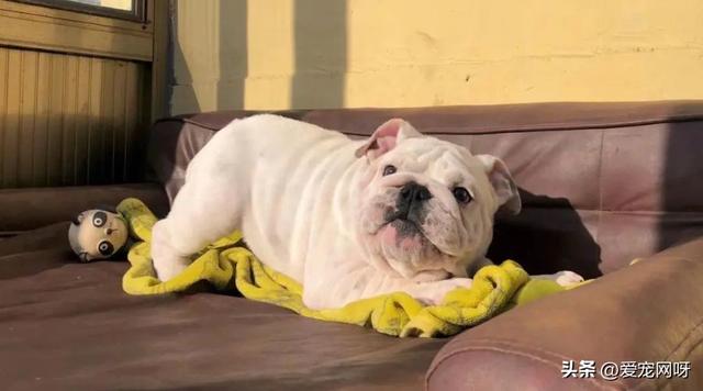 每天了解一种狗—英国斗牛犬