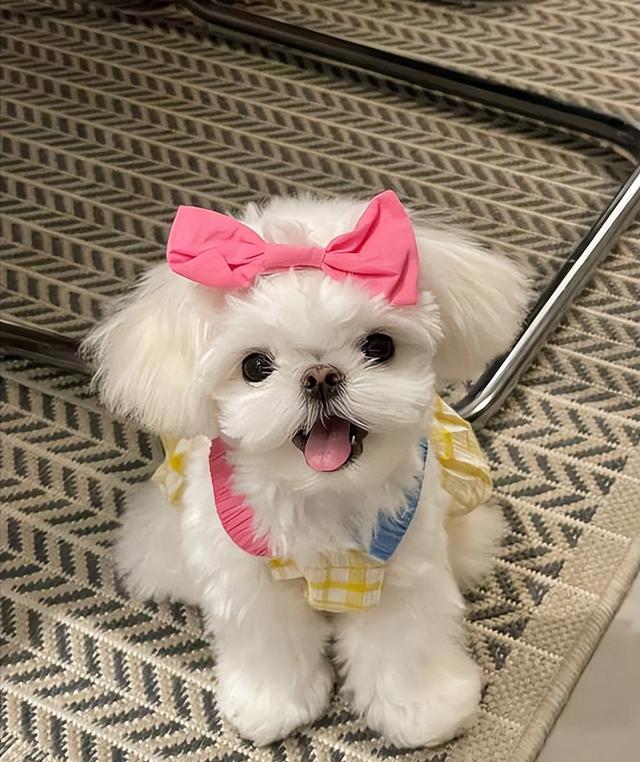 忽悠我养“马尔济斯”的人，你出来，我保证不打你