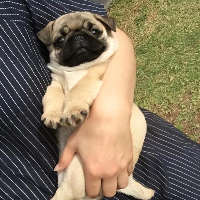 “巴哥犬”多人养的原因是什么呢？看完后，我真的找到了答案