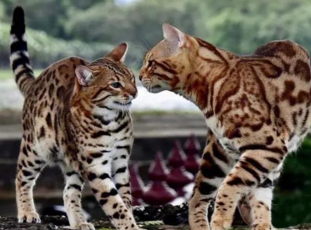 惊艳无比！孟加拉豹猫：家庭宠物中的绝对帅气代表！