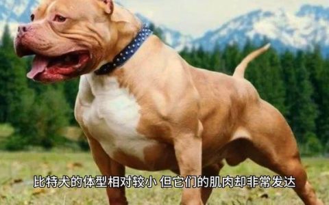 猛犬-比特犬