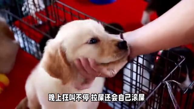 一万元养金毛我后悔了