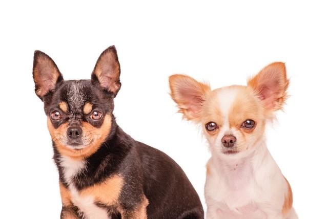 宠物百科：最小的宠物犬之一——吉娃娃，魅力无穷的小型犬典范！