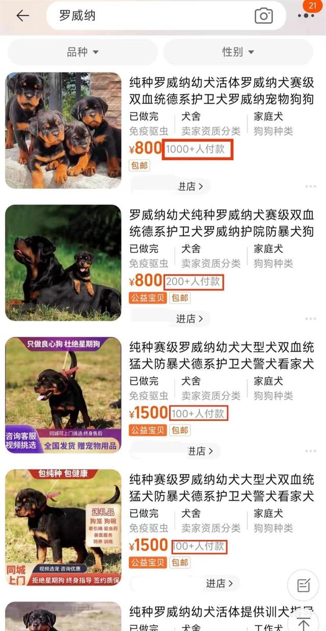 罗威纳网购价800元到2000元不等，动保协会：不适合在城市饲养