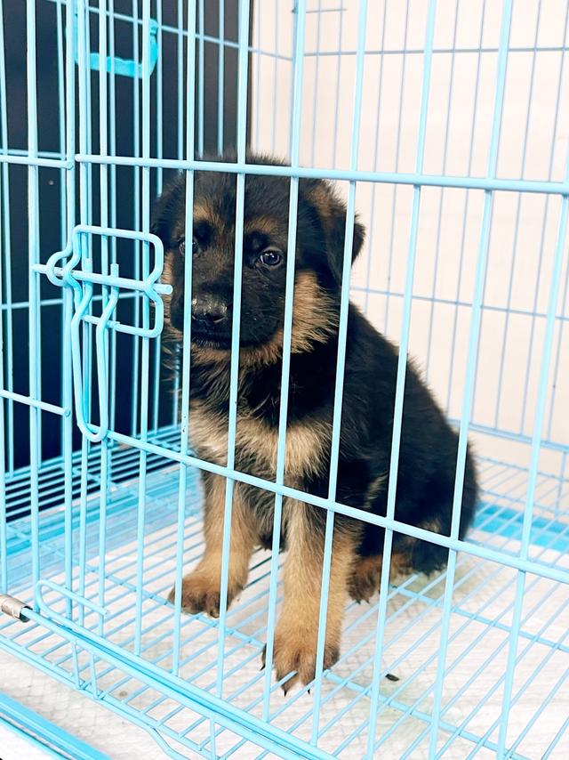买来的宠物竟是“斗牛犬”！“禁养犬”在上海销售渠道广泛，办证还有套路？