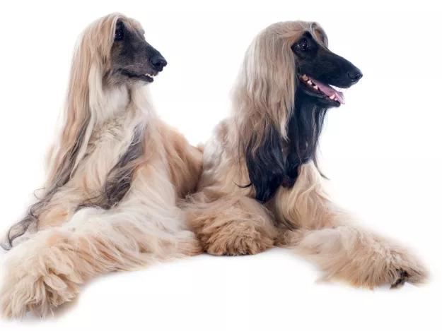 世界上最贵的三大狗！探秘奢华宠物的精致世界