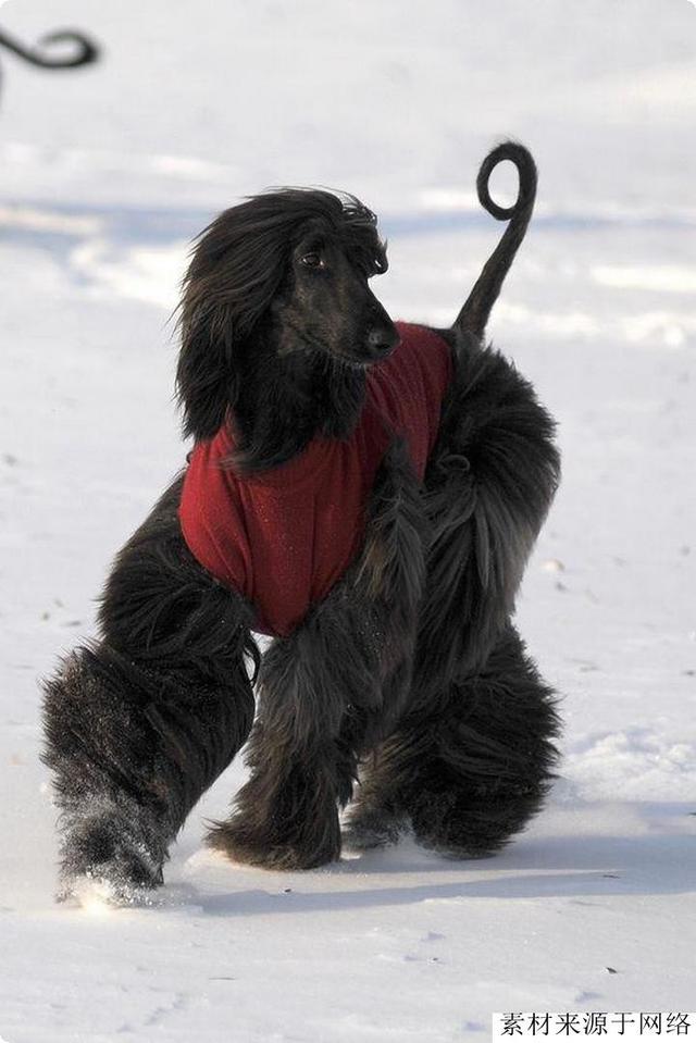 中东土豪爱养这种狗，不但身份尊贵，而且凶猛，攻击力不逊藏獒