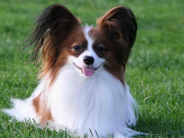 狗界“最不臭”的6种狗，几个月不洗澡，身体还是香香的！