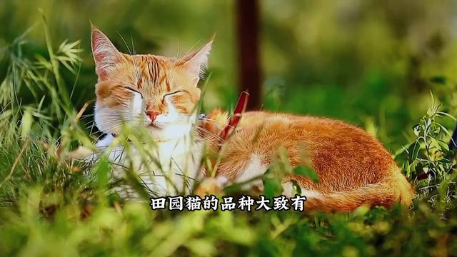 我国最受欢迎、认养比例最高的猫竟然是它！ #猫咪#新手养猫
