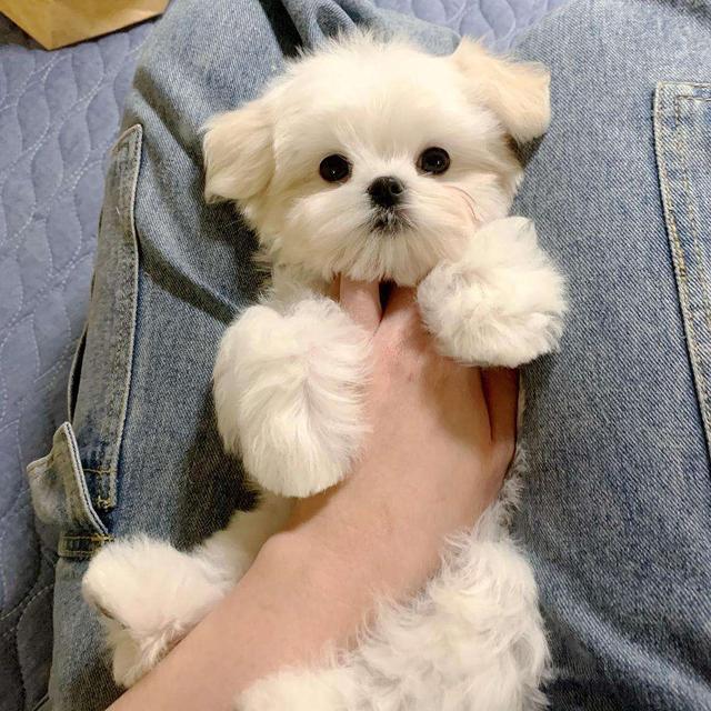 忽悠我养“马尔济斯”的人，你出来，我保证不打你