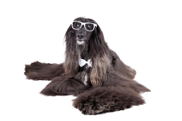 世界上最凶猛的10种狗