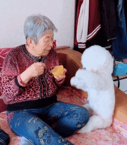 “约克夏”VS“比熊”，谁才是你的最爱？