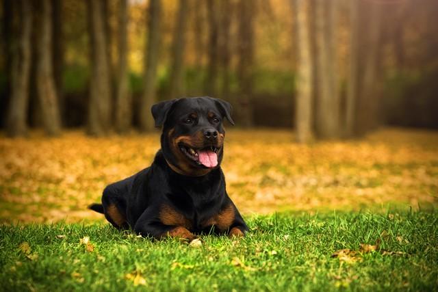 世界上最凶猛的10种狗