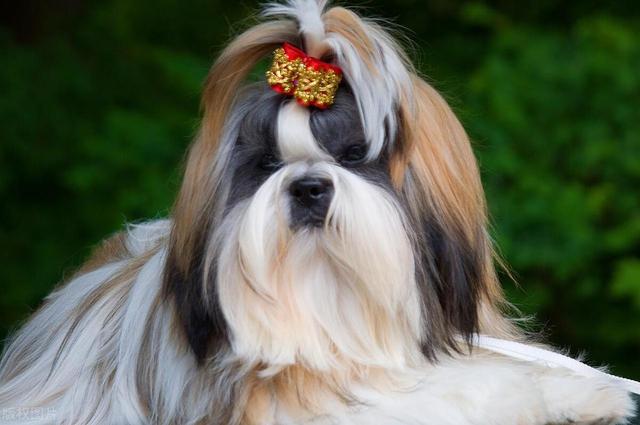 西施犬的优缺点有哪些，西施犬的优缺点及性格，养西施犬的优缺点