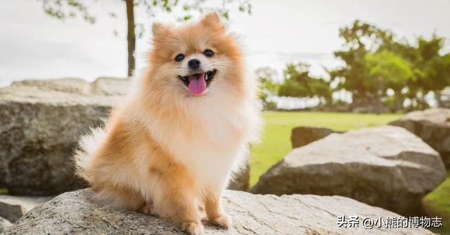 外媒评选7种最可爱的狗狗，看看有你家的吗？