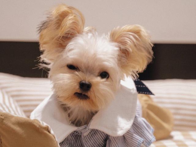 越来越多人选择“约克夏”！为何？6个优势，很难拒绝