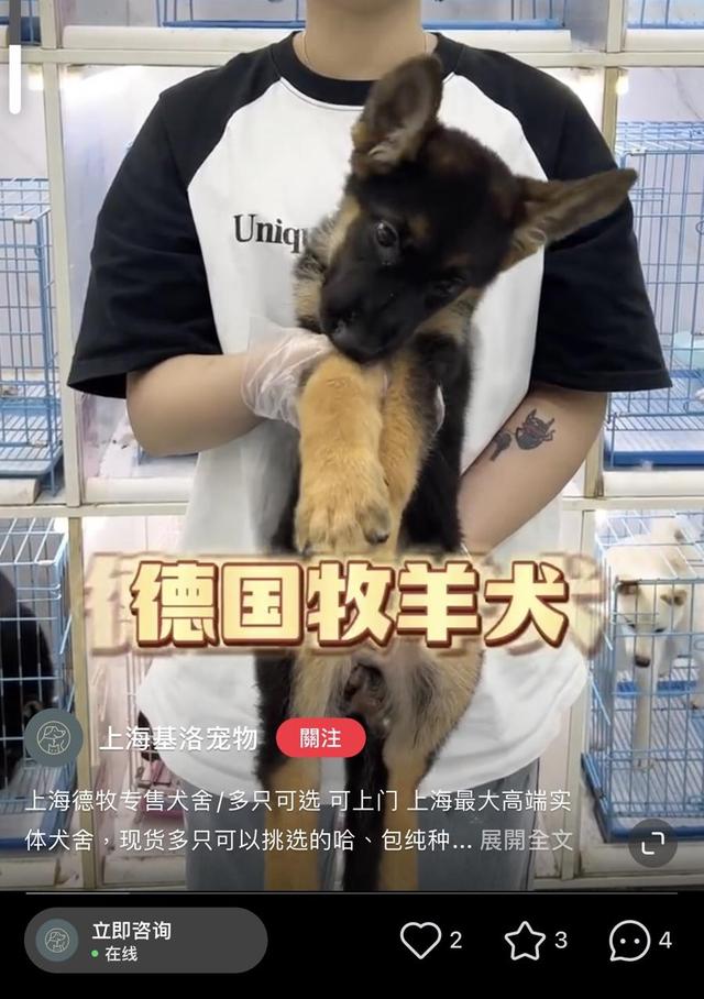 商家不明示，买来的宠物竟是“禁养犬”？办狗证还有门道？