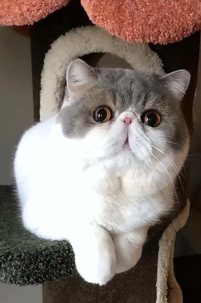 “加菲猫”的弃养率为什么越来越高，网友：这几点遭人嫌