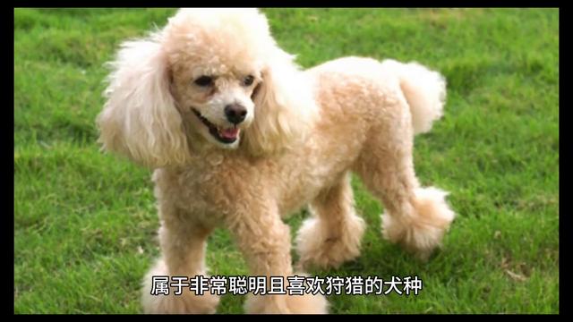 宠物犬：贵宾犬和贵宾狗，到底有什么区别？