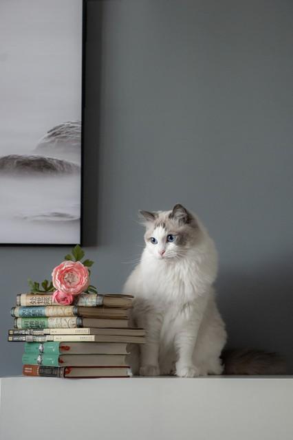 布偶猫：温文尔雅的毛绒伴侣，探秘它们的独特外貌与性格