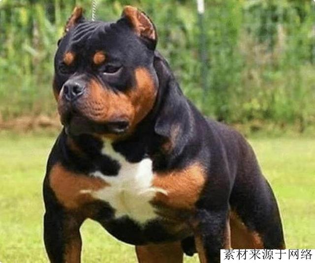 一种新型护卫犬，属于复合型猛犬，被誉为护卫之王，完爆卡斯罗犬