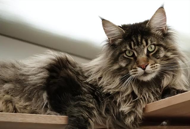 原来“缅因猫”这么可怕，难怪养过的人，都说后悔了！