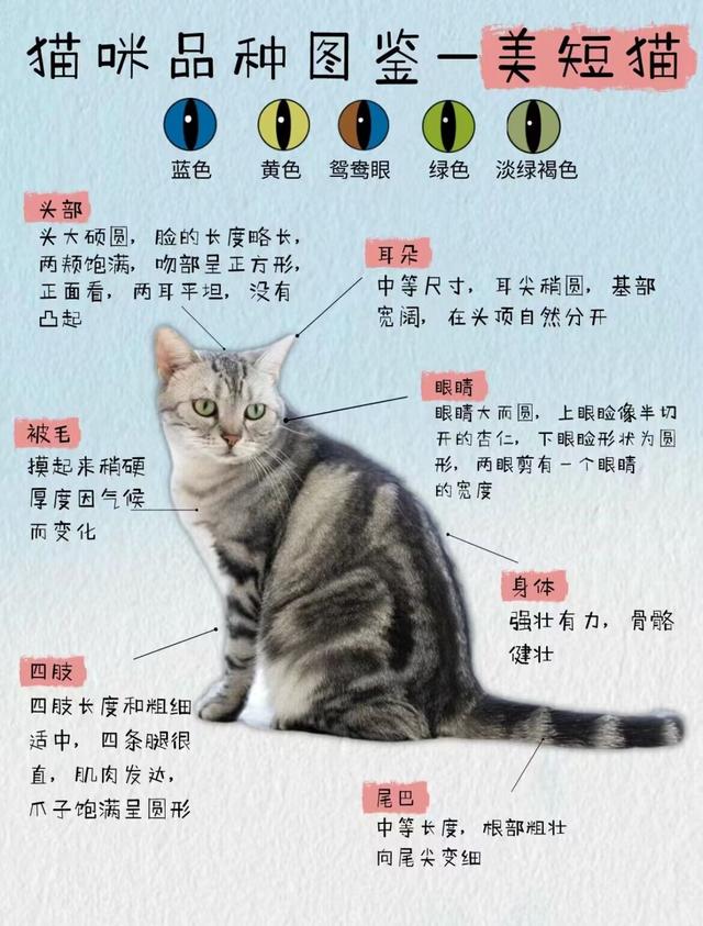 猫咪品种图鉴——美短猫 _ 皮实拆家王