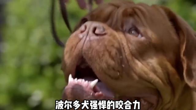 杜高犬绝对是被人工创造出来的优秀狗，但也是十大猛犬#杜高