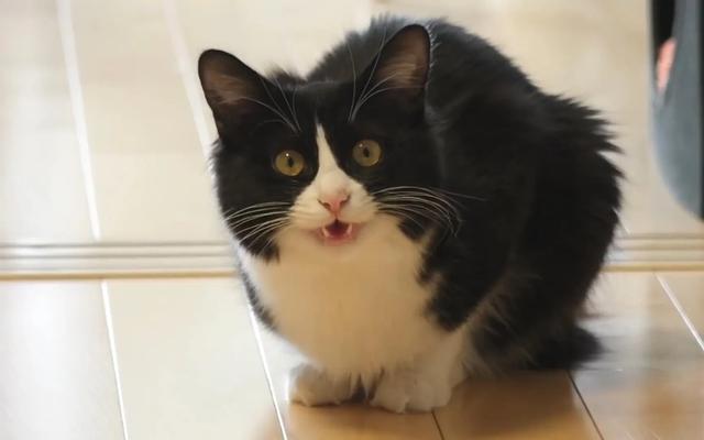 便宜又好养的5种田园猫，个个来头可不小