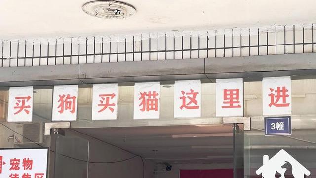 商家不明示，买来的宠物竟是“禁养犬”？办狗证还有门道？
