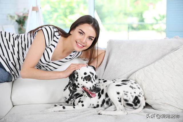 大丹犬——贵族身份的象征