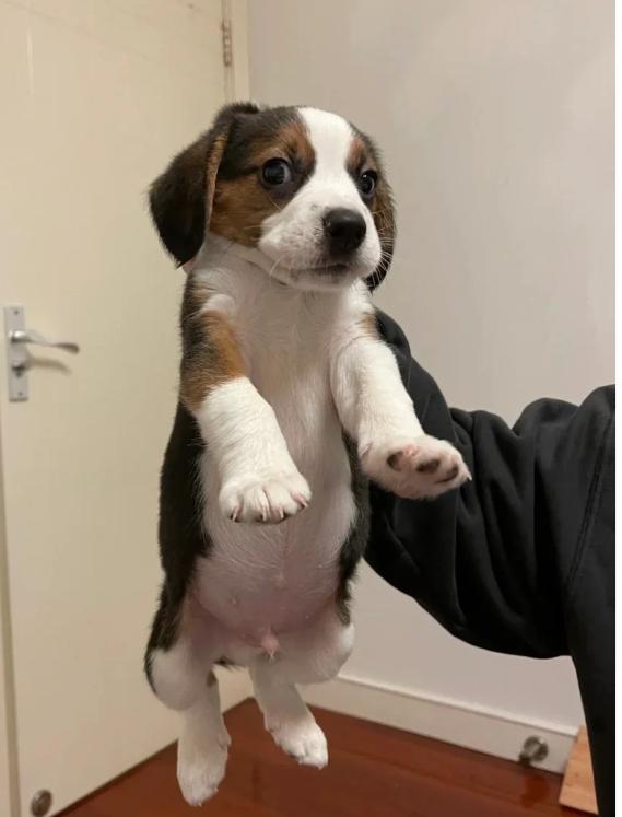 买狗一定“5不养”，不是误导，而是教训和经验