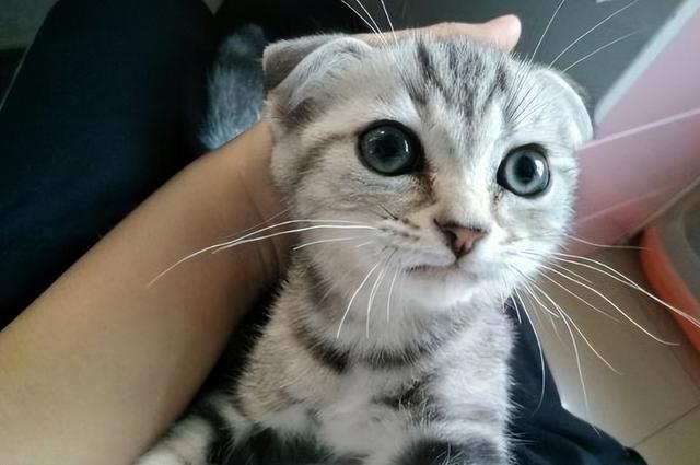 为什么“折耳猫”无人养了？过来人说出了这6个原因