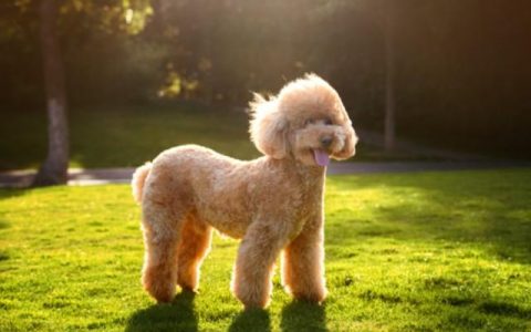 贵宾犬泰迪，那么贵的它你有多少了解呢？