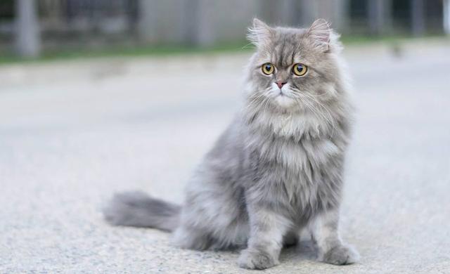 种“跌落神坛”的猫，逐渐淡出中国，劝你谨慎饲养！"