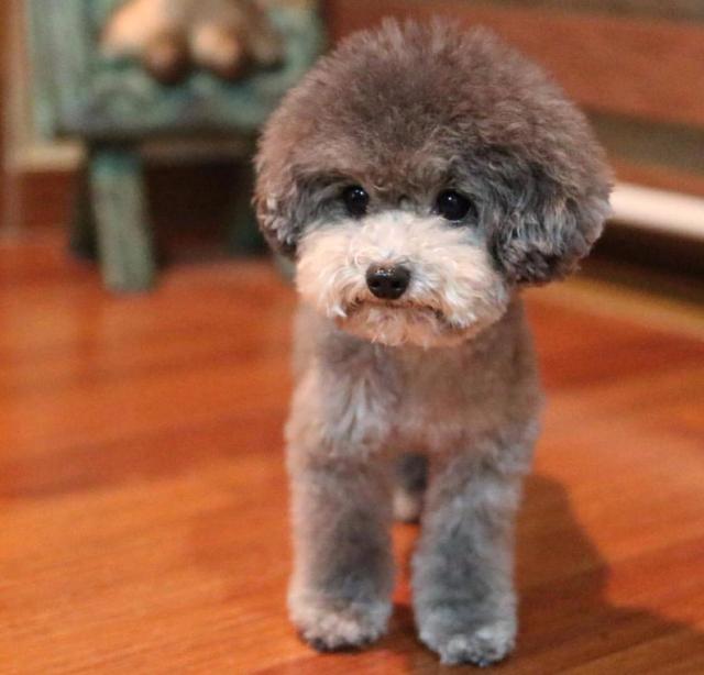 狗界“最不臭”的6种狗，几个月不洗澡，身体还是香香的！