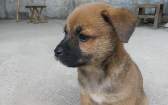 中国土生土长的犬种：各具特色的本土犬种，你知道几个？