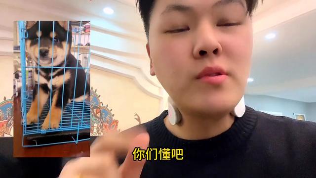 为什么现在是全年柴犬价格最低的时候 #如何挑选柴犬