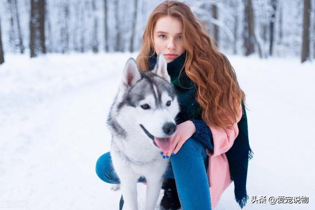 西伯利亚雪橇犬，常见别名哈士奇，昵称为二哈