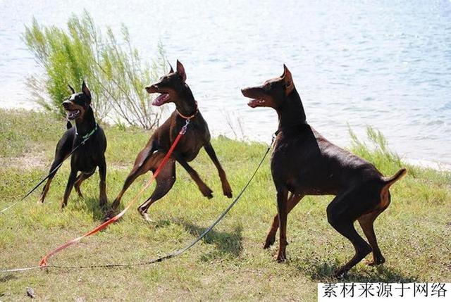 一种新型护卫犬，属于复合型猛犬，被誉为护卫之王，完爆卡斯罗犬