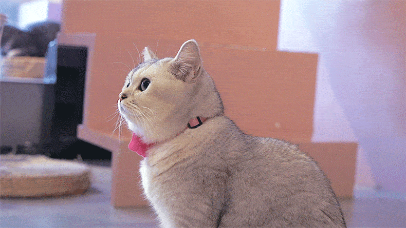 这是“英短”还是“美短”？两者的区别来了