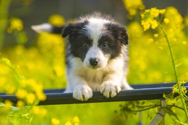 边牧：优点和缺点揭秘，让你更了解这一令人心动的犬种！