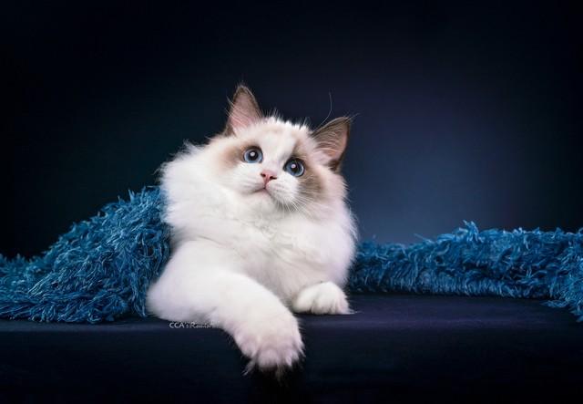 布偶猫：温文尔雅的毛绒伴侣，探秘它们的独特外貌与性格