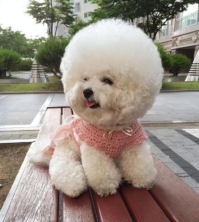 狗界“最不臭”的6种狗，几个月不洗澡，身体还是香香的！